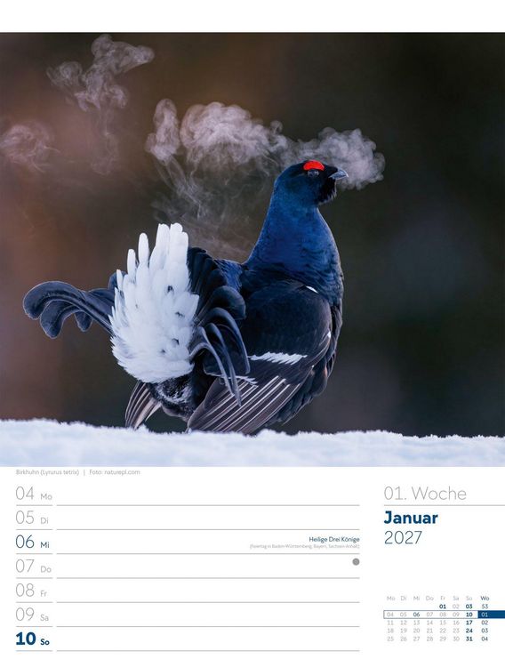 Produktbild: V&ouml;gel Wochenplaner Kalender 2027