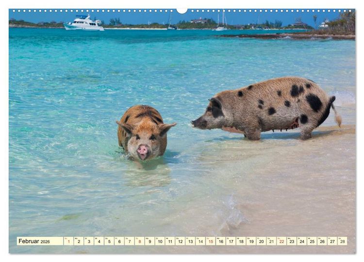 Produktbild: Schwimmende Schweine (hochwertiger Premium Wandkalender 2026 DIN A2 quer), Kunstdruck in Hochglanz