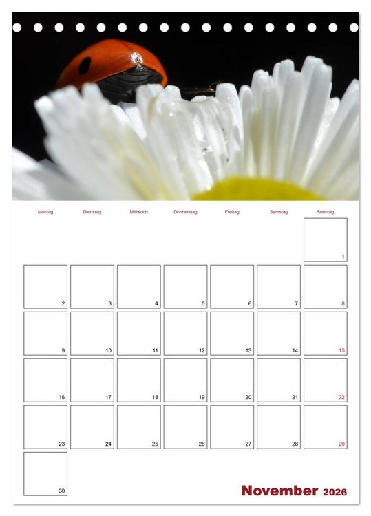 Produktbild: Marienk&auml;fergl&uuml;ck (Tischkalender 2026 DIN A5 hoch), CALVENDO Monatskalender