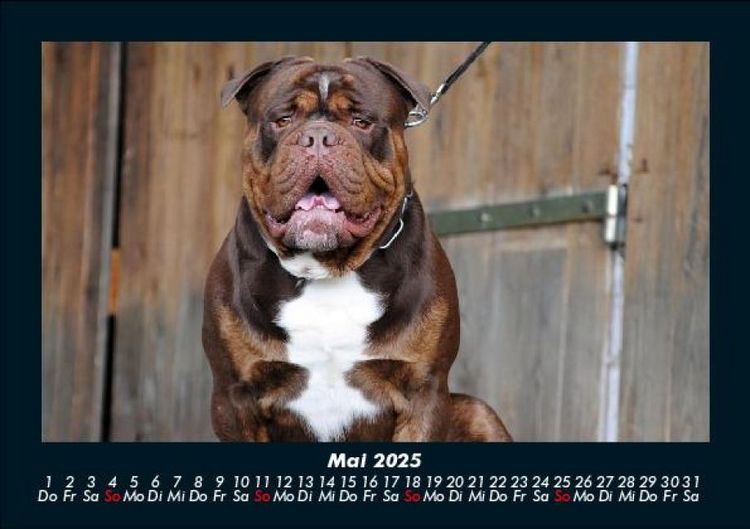Produktbild: Der Hundekalender 2025 Fotokalender DIN A5