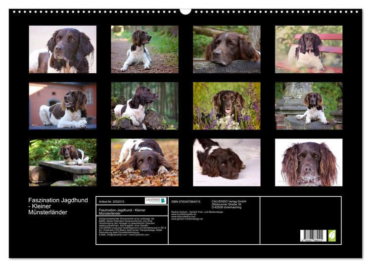 Produktbild: Faszination Jagdhund - Kleiner M&uuml;nsterl&auml;nder (Wandkalender 2026 DIN A2 quer), CALVENDO Monatskalender