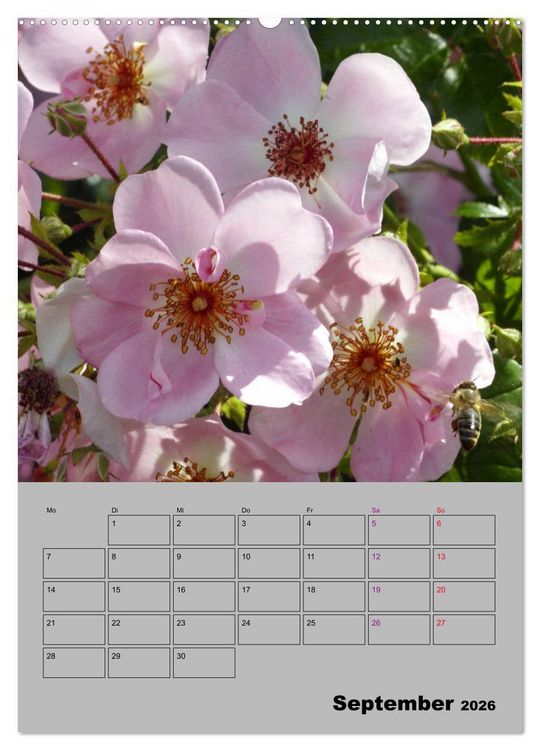 Produktbild: Rosen - Symbol der Liebe und Verehrung (Wandkalender 2026 DIN A2 hoch), CALVENDO Monatskalender