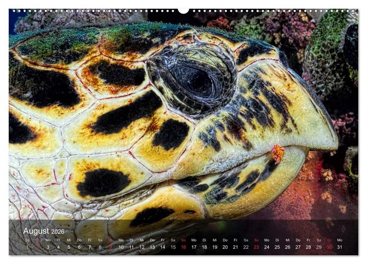 Produktbild: Schildkr&ouml;ten des Ozeans (Wandkalender 2026 DIN A2 quer), CALVENDO Monatskalender
