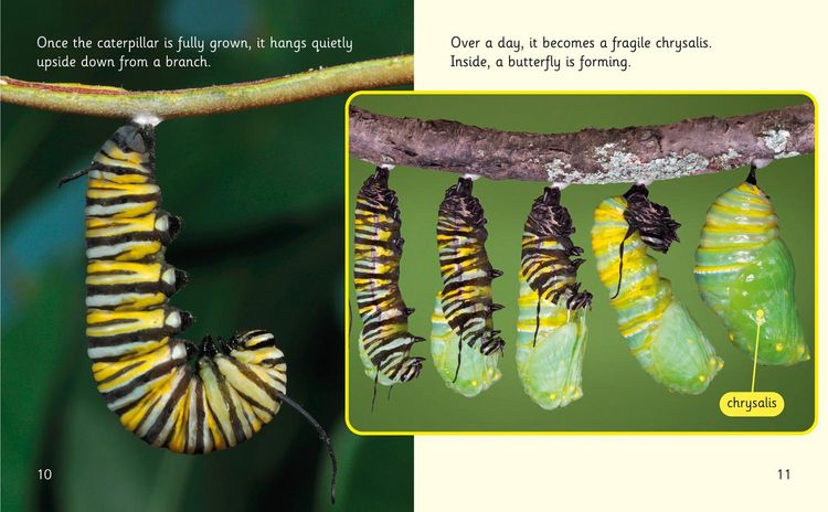 Produktbild: The Incredible Lives of Monarch Butterflies