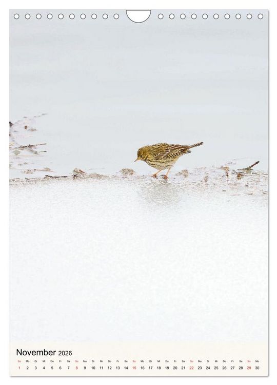 Produktbild: Vogelwelt der Schweiz (Wandkalender 2026 DIN A4 hoch), CALVENDO Monatskalender