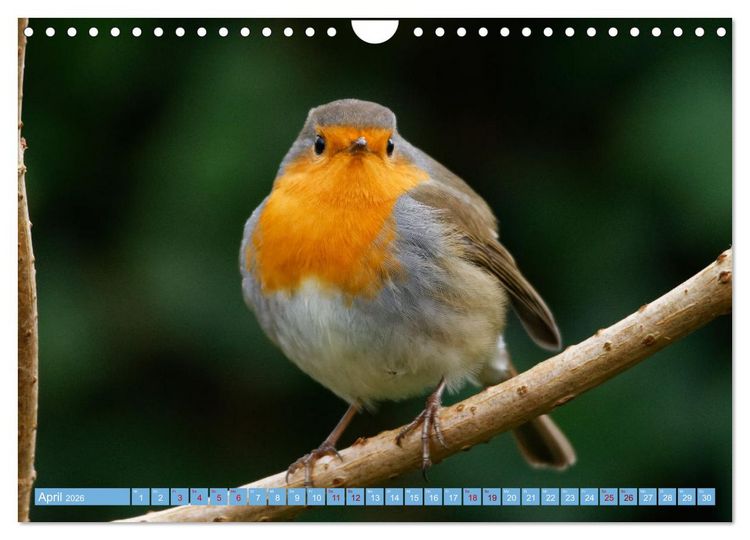 Produktbild: Rotkehlchen - Fotografiert von Ostfriesenfotografie (Wandkalender 2026 DIN A4 quer), CALVENDO Monatskalender
