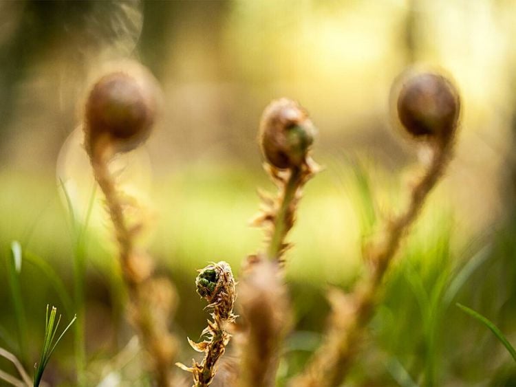 Produktbild: CALVENDO Puzzle Wurmfarn (Dryopteris filix-mas) | 1000 Teile Lege-Gr&ouml;&szlig;e 64x48cm Foto-Puzzle f&uuml;r gl&uuml;ckliche Stunden