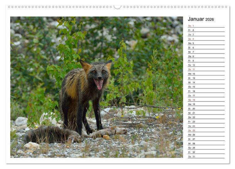 Produktbild: Alaskas Tierwelt - Paradies im Norden (Wandkalender 2026 DIN A2 quer), CALVENDO Monatskalender