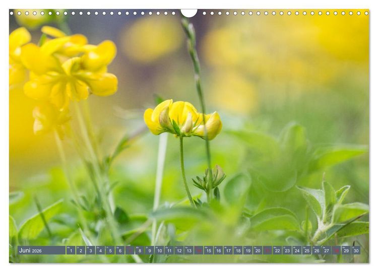 Produktbild: Die Natur hautnah (Wandkalender 2026 DIN A3 quer), CALVENDO Monatskalender