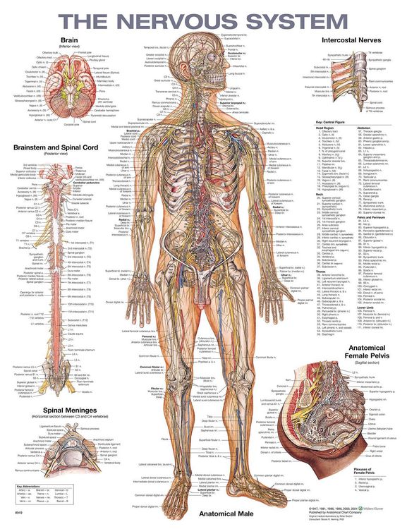 Produktbild: The Nervous System Anatomical Chart