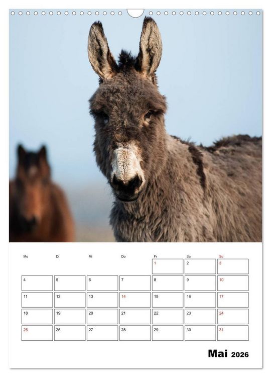 Produktbild: S&uuml;&szlig;e Esel. Langohren zum Verlieben (Wandkalender 2026 DIN A3 hoch), CALVENDO Monatskalender