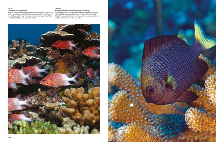 Produktbild: Reefs