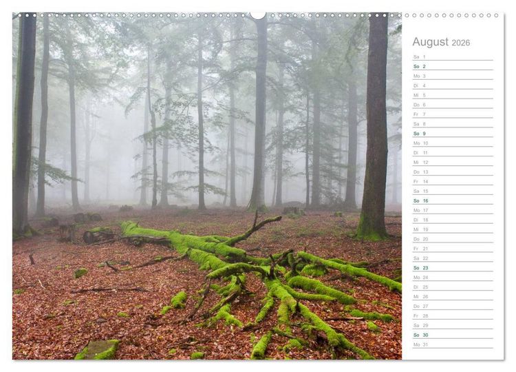 Produktbild: Im Deutschen Wald 2026 - ein Notizkalender (Wandkalender 2026 DIN A2 quer), CALVENDO Monatskalender