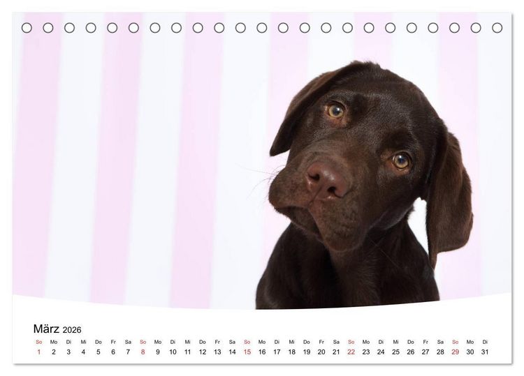 Produktbild: Labrador Welpen - Labrador Puppies (Tischkalender 2026 DIN A5 quer), CALVENDO Monatskalender