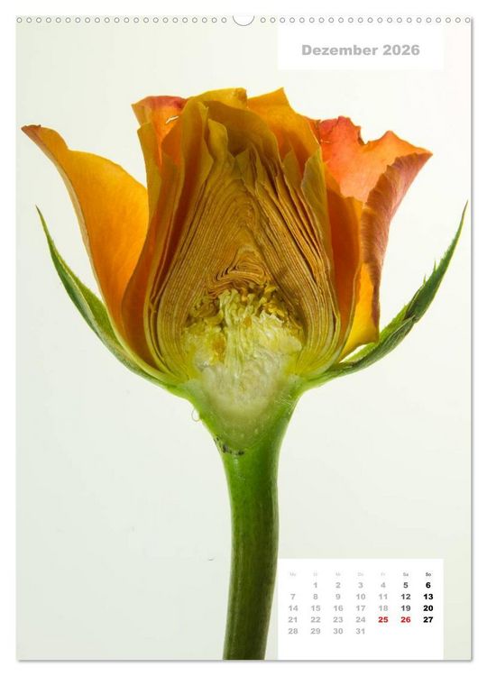 Produktbild: Schnittblumen 2026 (Wandkalender 2026 DIN A2 hoch), CALVENDO Monatskalender