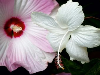 Produktbild: CALVENDO Puzzle Hibiscus Moscheutos und Hibiscus Swan Lake | 1000 Teile Lege-Gr&ouml;&szlig;e 64x48cm Foto-Puzzle f&uuml;r gl&uuml;ckliche Stunden