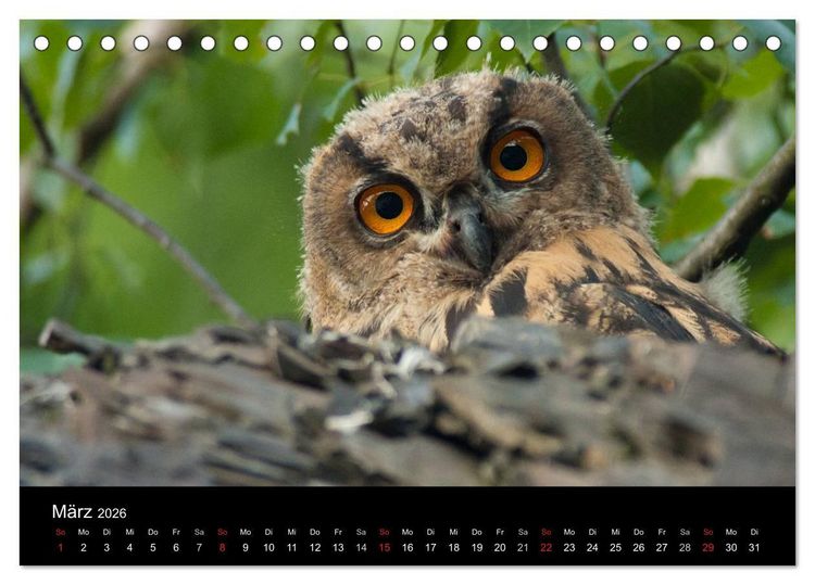 Produktbild: Uhu - K&ouml;nig der Nacht (Tischkalender 2026 DIN A5 quer), CALVENDO Monatskalender
