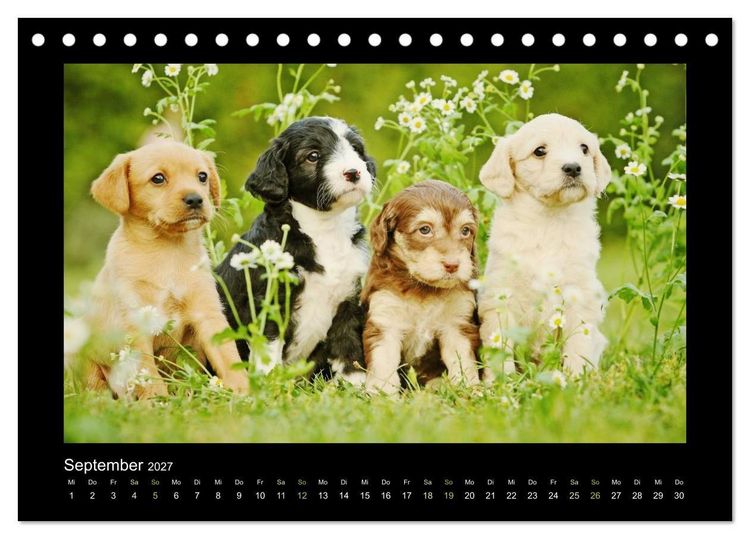 Produktbild: Allerlei Hundekinder (Tischkalender 2027 DIN A5 quer), CALVENDO Monatskalender