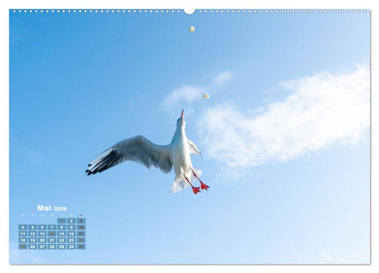 Produktbild: M&ouml;wen frech und witzig (Wandkalender 2026 DIN A2 quer), CALVENDO Monatskalender