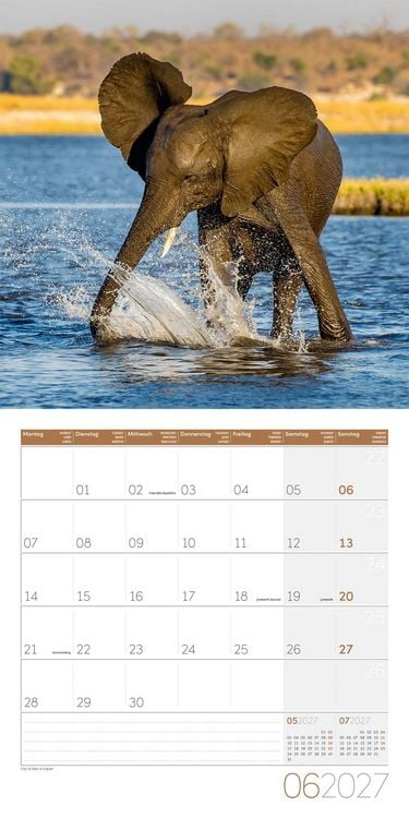 Produktbild: Elefanten Kalender 2027 - 30x30 - Art12