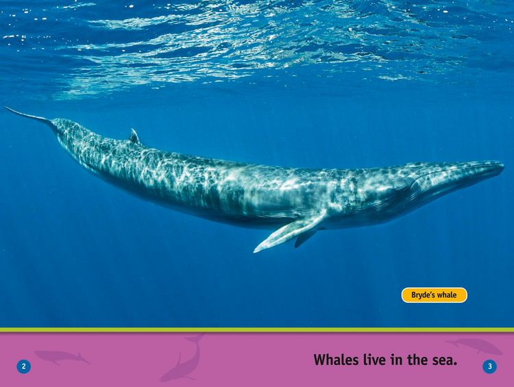 Produktbild: Nat Geo Reader - Whales L1