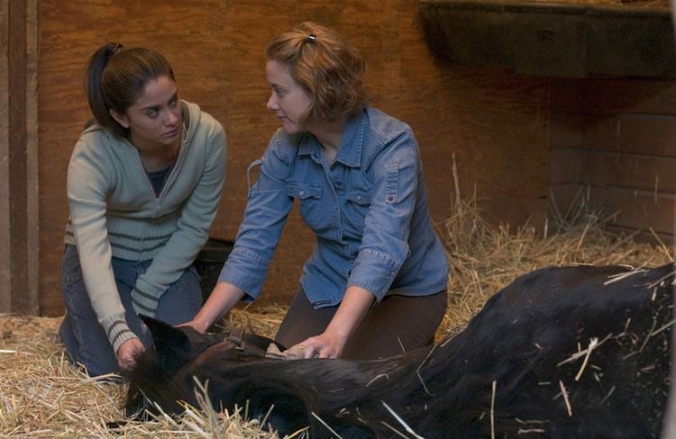 Produktbild: Black Beauty - Die Legende lebt weiter