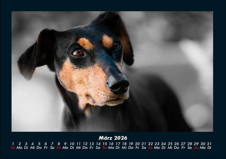 Produktbild: Hunde 2026 Fotokalender DIN A4