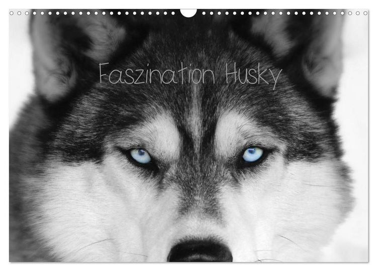 Produktbild: Faszination Husky (Wandkalender 2026 DIN A3 quer), CALVENDO Monatskalender