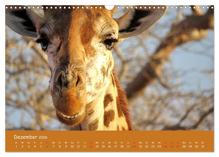 Produktbild: Auge in Auge mit den Tieren Afrikas (Wandkalender 2026 DIN A3 quer), CALVENDO Monatskalender