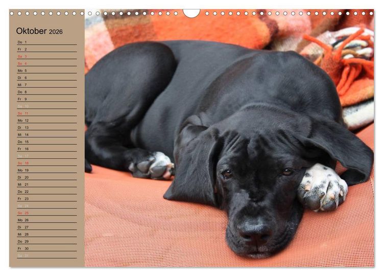 Produktbild: Deutsche Doggen - Sanfte Riesen (Wandkalender 2026 DIN A3 quer), CALVENDO Monatskalender