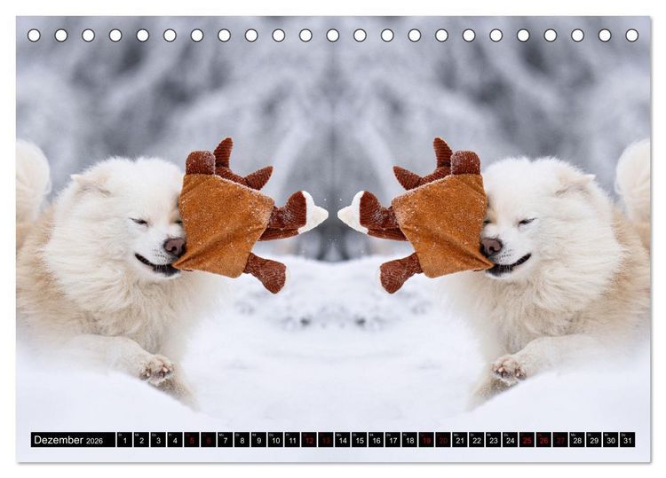 Produktbild: Mit doppelter Power durch das Jahr (Tischkalender 2026 DIN A5 quer), CALVENDO Monatskalender