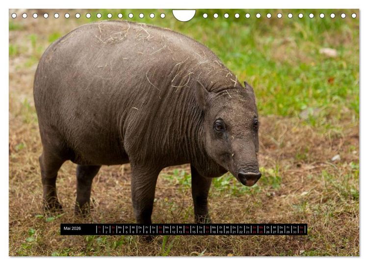 Produktbild: Schweinereien (Wandkalender 2026 DIN A4 quer), CALVENDO Monatskalender