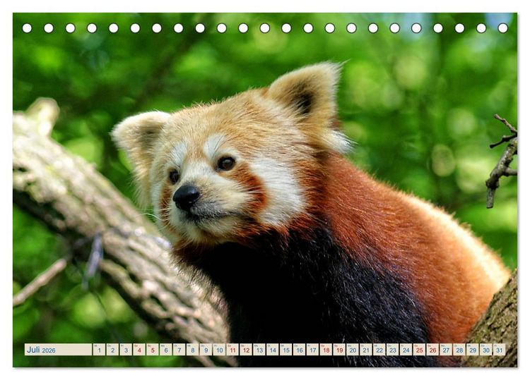 Produktbild: Kleiner Panda auf Entdeckungstour (Tischkalender 2026 DIN A5 quer), CALVENDO Monatskalender