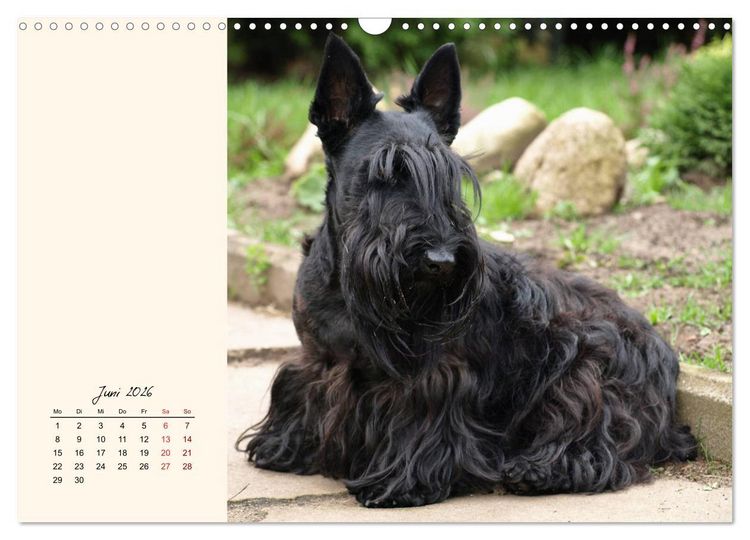 Produktbild: Scottish Terrier - Charmantes Rauhbein (Wandkalender 2026 DIN A3 quer), CALVENDO Monatskalender