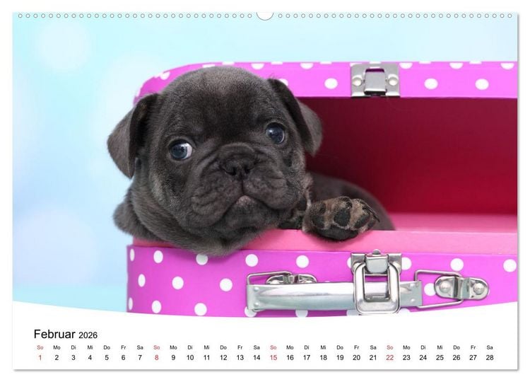Produktbild: Bullys - Franz&ouml;sische Bulldoggen 2026 (Wandkalender 2026 DIN A2 quer), CALVENDO Monatskalender