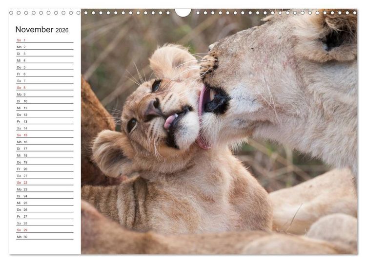 Produktbild: Emotionale Momente: L&ouml;wenbabys - so s&uuml;&szlig;. (Wandkalender 2026 DIN A3 quer), CALVENDO Monatskalender