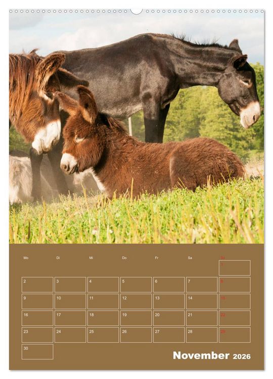 Produktbild: Entz&uuml;ckende Esel - Charmant und liebenswert (hochwertiger Premium Wandkalender 2026 DIN A2 hoch), Kunstdruck in Hochglanz