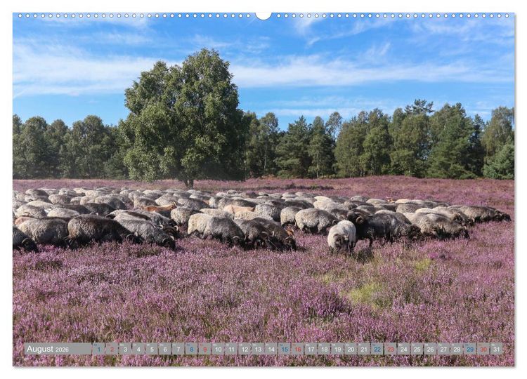 Produktbild: L&uuml;neburger Heide - Faszinierend sch&ouml;n (hochwertiger Premium Wandkalender 2026 DIN A2 quer), Kunstdruck in Hochglanz