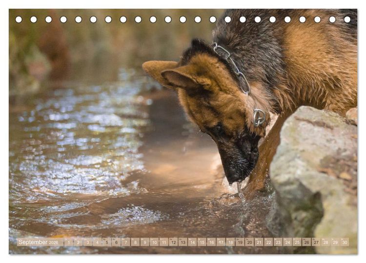 Produktbild: Sch&auml;ferhunde - Freunde auf 4 Pfoten (Tischkalender 2026 DIN A5 quer), CALVENDO Monatskalender