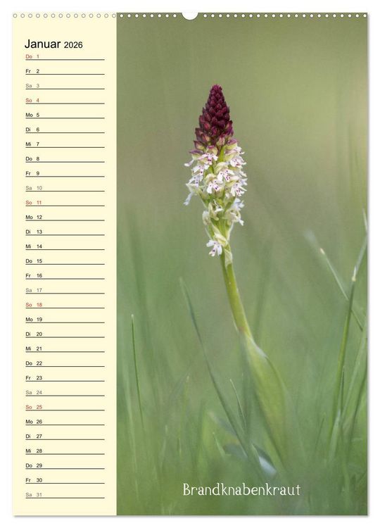 Produktbild: Wildwachsende Orchideen in Bayern (Wandkalender 2026 DIN A2 hoch), CALVENDO Monatskalender
