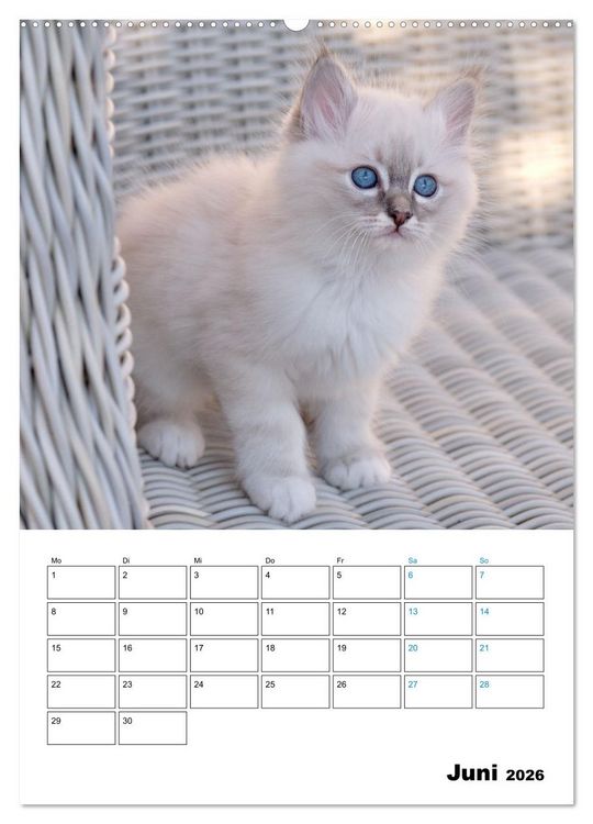 Produktbild: Heilige Birma Kitten - s&uuml;&szlig;e kleine Flauschb&auml;llchen (Wandkalender 2026 DIN A2 hoch), CALVENDO Monatskalender