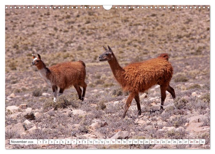 Produktbild: Vielf&auml;ltiges Peru (Wandkalender 2026 DIN A3 quer), CALVENDO Monatskalender