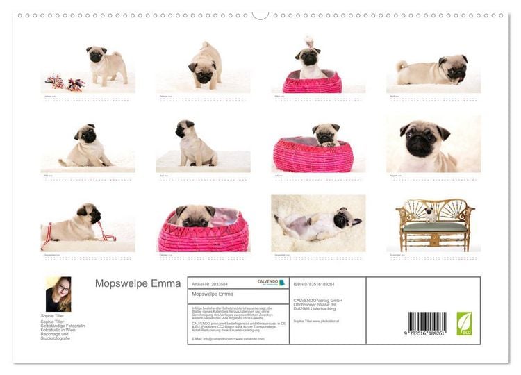 Produktbild: Mopswelpe Emma (hochwertiger Premium Wandkalender 2026 DIN A2 quer), Kunstdruck in Hochglanz