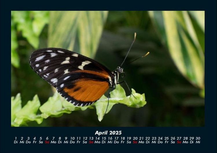 Produktbild: Bunte Pracht der Schmetterlinge 2025 Fotokalender DIN A4