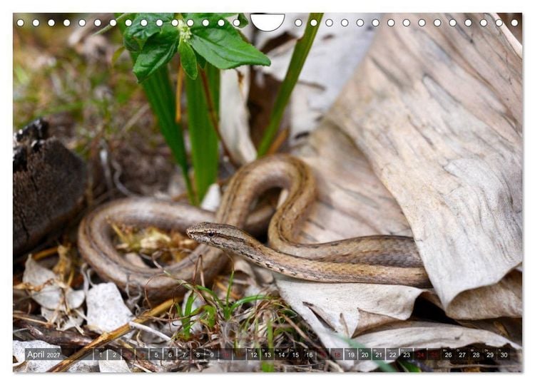 Produktbild: Reptilien auf Madagaskar (Wandkalender 2027 DIN A4 quer), CALVENDO Monatskalender