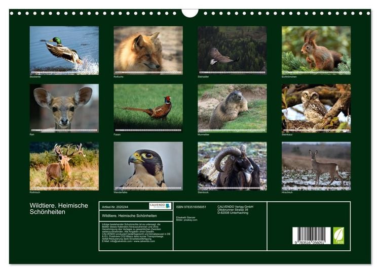 Produktbild: Wildtiere. Heimische Sch&ouml;nheiten (Wandkalender 2026 DIN A3 quer), CALVENDO Monatskalender