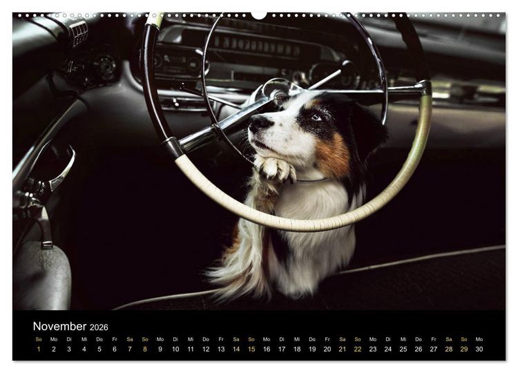 Produktbild: Australian Shepherd - Vielfalt in einer Rasse (Wandkalender 2026 DIN A2 quer), CALVENDO Monatskalender