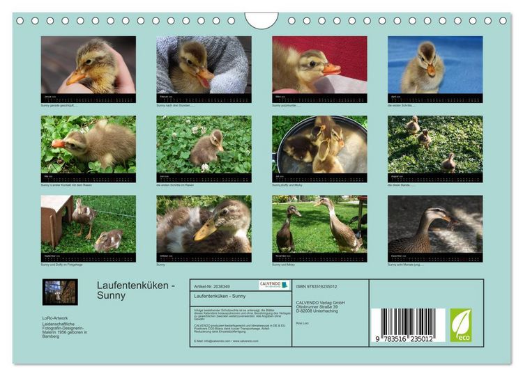 Produktbild: Laufentenk&uuml;ken - Sunny (Wandkalender 2026 DIN A4 quer), CALVENDO Monatskalender