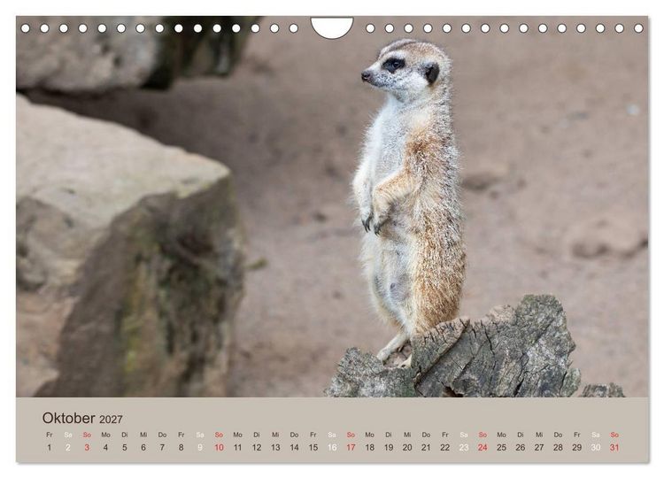 Produktbild: Quirlige Erdm&auml;nnchen (Wandkalender 2027 DIN A4 quer), CALVENDO Monatskalender