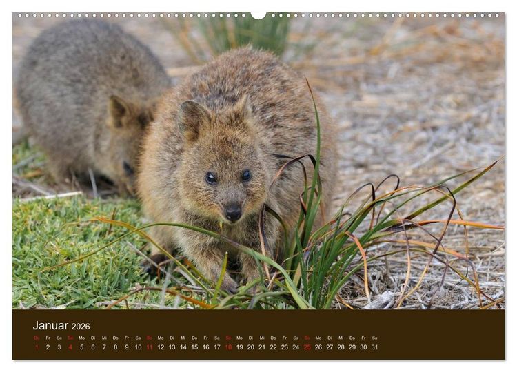 Produktbild: Beuteltiere Australiens (Wandkalender 2026 DIN A2 quer), CALVENDO Monatskalender